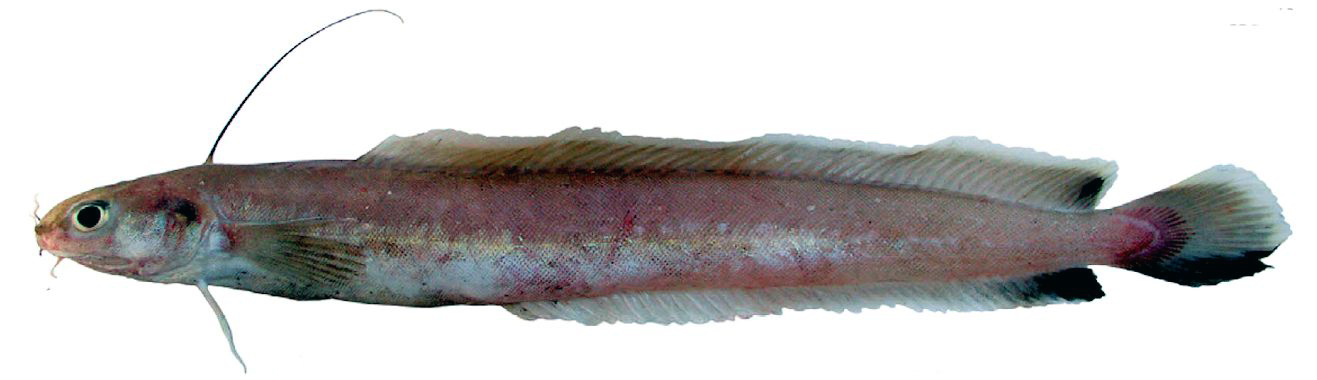 Enchelyopus cimbrius-663355